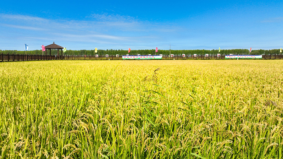 德惠小町米修圖900.jpg